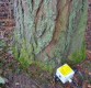 Pengaruh Arah Angin Dalam Pengujian Root Dinamis Pada Pohon